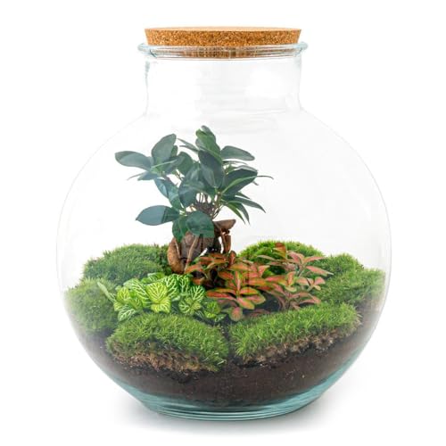 Flaschengarten Bolder Bob - DIY-Pflanzenterrarium - 30 cm - mit Ficus Bonsai - incl. Rechen und Schaufel