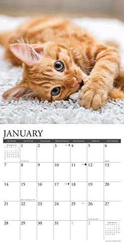 Just Ginger Cats 2024 12 X 12 Wall Calendar