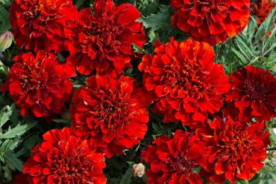 Image of Red Marigold Flower Seeds for Planting - Easy to Grow, Bright Blooms, Ideal for Home Garden & Pots(Pack of 100 Seed)