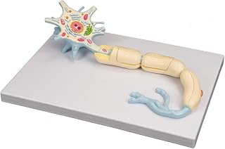 Motor Neuron Diorama Model, 2500X Neuron Model, 2-Parts Medical Brain Nerves Anatomical Human Model, Neuron Cell Body Nerve Fiber Structure Enlarged Model Teaching Tool