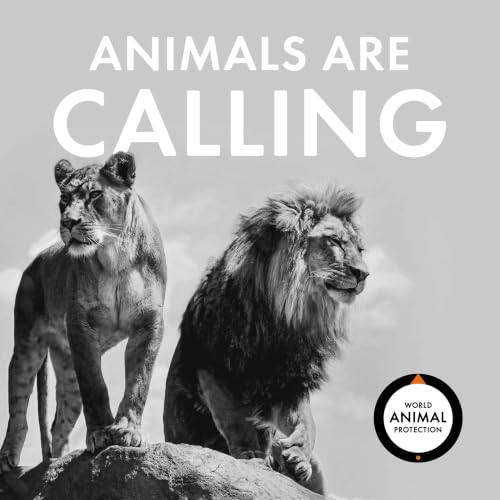 Animals Are Calling copertina