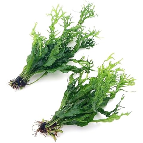 Java Fern Windelov Live Aquarium Plants Cover