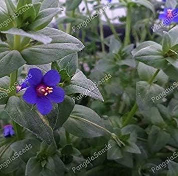 Amazon Co Jp Anagallisアルベンシス30種シェパードの時計ブルーはこべ山菜