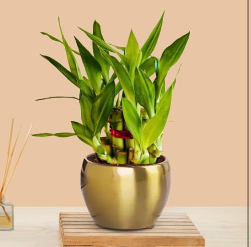 Image of Two layer lucky bamboo | For Living Room or Office table | indoor plants for good luck and air purification (Bamboo Metal Pot)