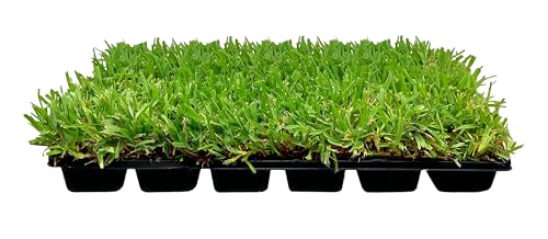 St. Augustine Palmetto | 18 Live Extra Large Grass Plugs | Drought, Salt & Shade Tolerant Turf Sod