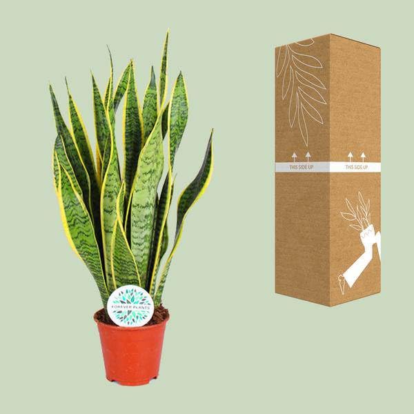 Sansevieria Trifasciata Laurentii – Ø14 cm – 50 cm