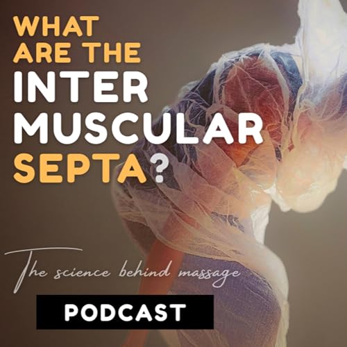 What are the Intermuscular Septa?