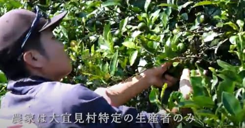 沖縄専科 シークワーサー青切り原液ジュース500ml