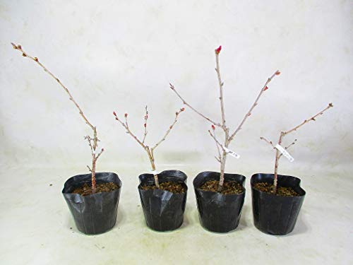 桜 苗木 4種組 オカメ桜/ケイオウ桜/オシドリ桜/十月桜 3号ポット 全高：約20～30㎝ サクラの苗木