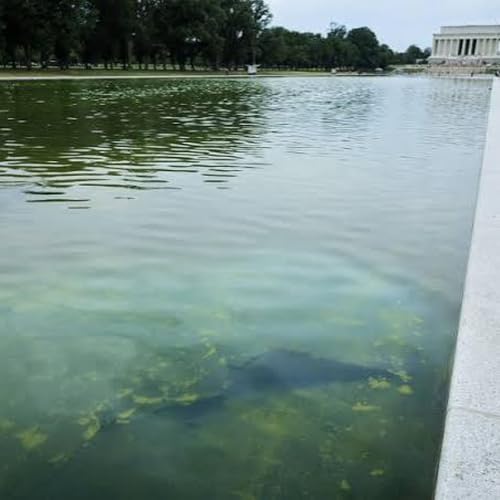 CNN Goes Wall-to-Wall over DC Algae