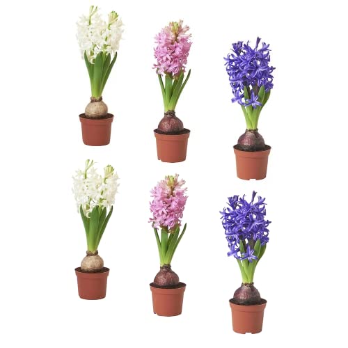 Lote de 6 Bulbos de Jacinto para Sembrar en Jardín Flores de Colores