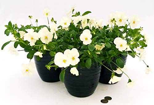 POWERS TO FLOWERS - VIOLE DEL PENSIERO, VIOLA A FIORE PENDULO BIANCO, SET 3 PIANTE VASO 14CM, VASO IN CERAMICA NERO A RIGHE, piante vere