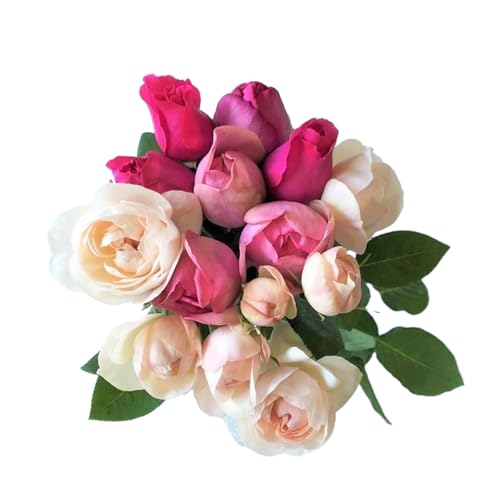 バラ 花束 ブーケ 朝摘み Sサイズ 薔薇 花 ばら 花 パフューム ローズ バラの花束 生花 ギフト 花 プレゼント 祝い 母の日 卒業式 贈り物 贈答 記念日 バラ バラ花束 バラ朝摘み 香りバラ ギフトバラ 静岡県 藤枝市