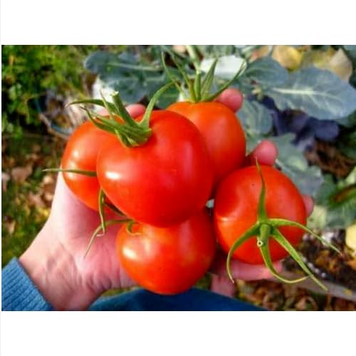 50 SEMI- SIBERIAN TOMATO, POMODORO IDEALE PER CLIMI FREDDI semi freschi