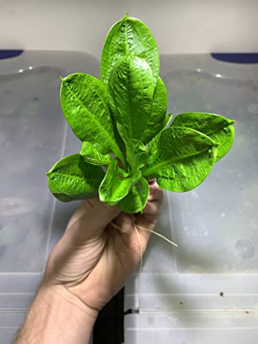 Marcus Fish Tanks Rosette Sword Echinodorus Parviflorus Amazon Sword Live Aquarium Plant Rooted Bundle For Fish Tank #TOP1