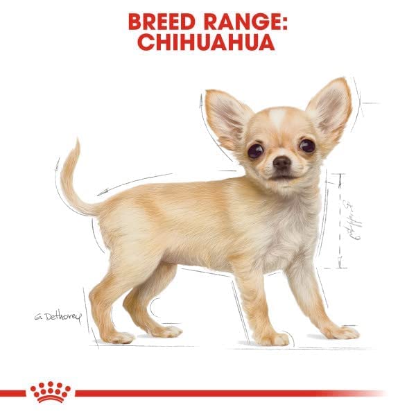 Royal Canin Chihuahua Junior 1,5 kg, 1er Pack (1 x 1.5 kg)