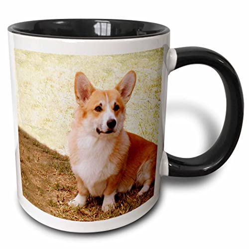 3dRose Dogs Corgi - Pembroke Welsh Corgi 11oz Two-Tone Black Mug