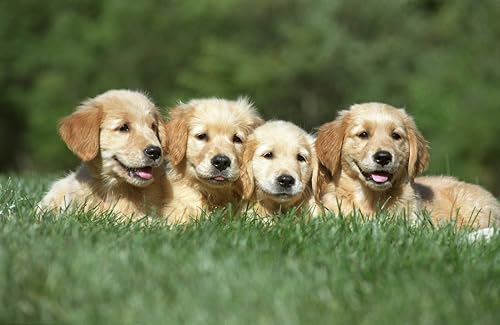 Canina Welpenbrei, 600 g