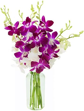 Kabloom PRIME OVERNIGHT DELIVERY - Exotic Opal Orchid  Bouquet of Purple and White Orchids from Thailand with Vase