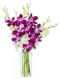 KaBloom PRIME NEXT DAY DELIVERY - Exotic Opal Orchid Bouquet of Purple and White Orchids with Vase Gift for Birthday, Sympathy, Anniversary, Get Well, Thank You, Valentine, Mother’s Day Flowers