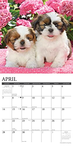 Just Shih Tzu Puppies 2024 Calendar