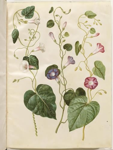 Tableau Toile Ipomée violette pour sublimer l'ambiance de votre salon chic