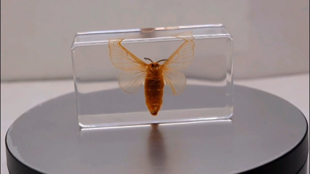 Image of 2.8 inch Real Silkworm Moth in Crystal Clear Lucite Resin Specimen Preserved Taxidermy Paperweight Crafts Collection for Biology Science Education & Desk Ornament Display Supplies