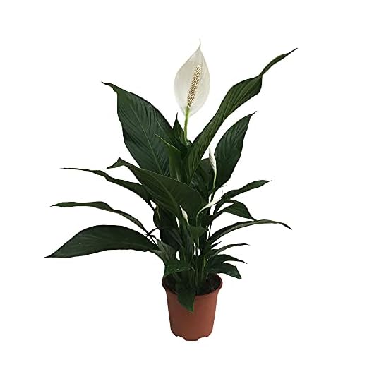 Spatafillo o Spathiphyllum o Pianta cucchiaio