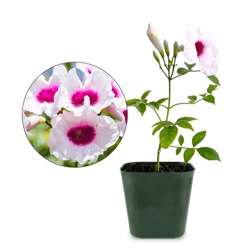 My Shelfie - Pink Bower Flower Vine, Pink Plant Vine