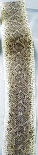 Rattlesnake skin 46-55"