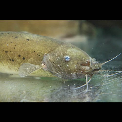 Amazon | (熱帯魚)電気ナマズ(デンキナマズ)（約10cm） | 観賞魚