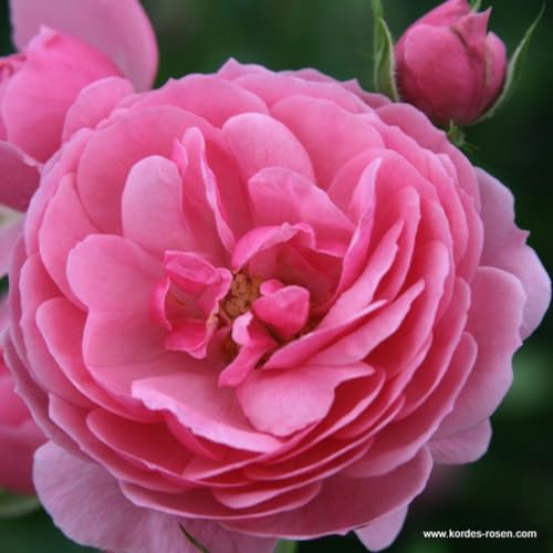 2 x Rosier - Rosa 'Pomponella' pot 25-30 cm - La charmante Rosier Kordes aux fleurs Rosier clair en forme de pompon