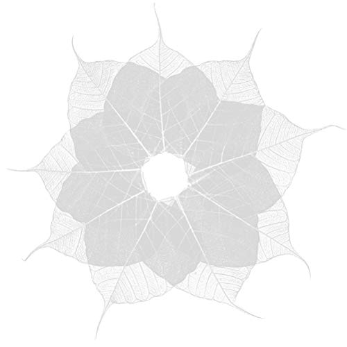 SUPVOX 20Pcs Bodhi Foglia Scheletro Foglia secca Naturale per mestiere Fai da Te