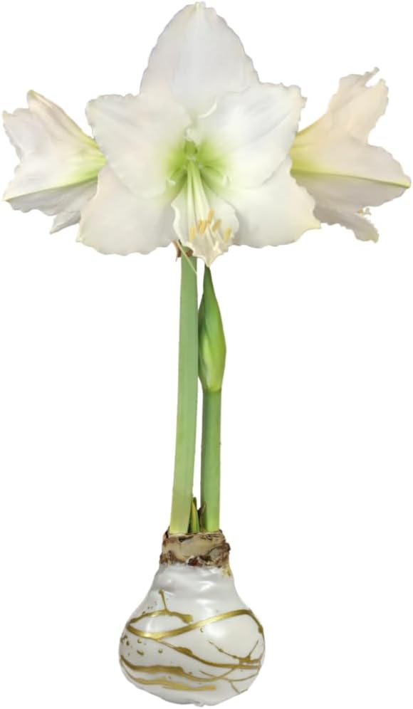 White Christmas Gold Splatter Waxed Jumbo Amaryllis - Holiday Blooms