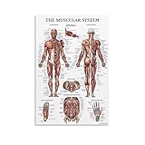 Poster mit 9 anatomischen Muskeln des menschlichen Körpers, dekoratives Gemälde, Leinwand, Wandkunst, Wohnzimmer, Poster, Schlafzimmer, Gemälde, 30 x 45 cm