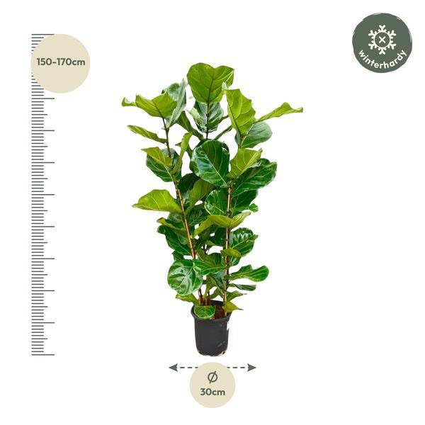 Feigenbaum – Ficus Lyrata Strauch – ca. 140cm hoch – Ø27cm – Geigenfeige als Zimmerpflanze – XXL Grünpflanze mit großen Blättern – für Zimmer & Büro