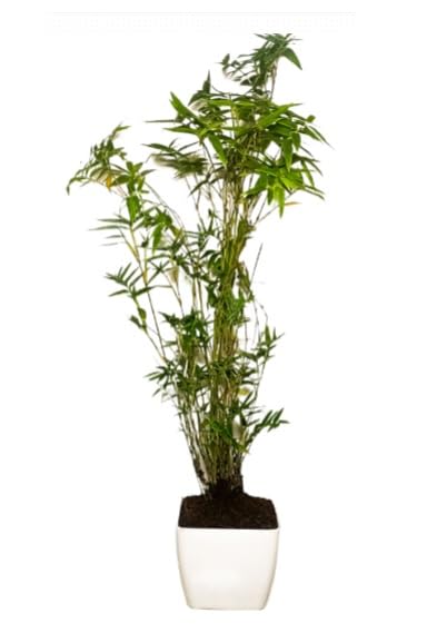 See full amazon price history chart for Green view Green Mini Bamboo Plant Holy And Fengsui Golden Bamboo Live Plant With Pot Green view Green Mini Bamboo Plant Holy And Fengsui Golden Bamboo Live Plant With Pot (B0CKN6JXL7) Amazon Price History, Amazon Price Tracker