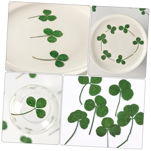 Hojas de trébol prensadas secas verdes para manualidades miniatura 6