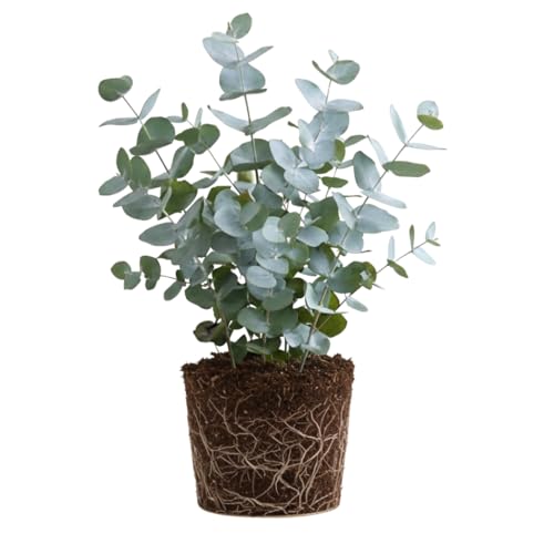 Live Baby Blue Eucalyptus Plant, Fragrant Silver Blue Eucalyptus Tree,