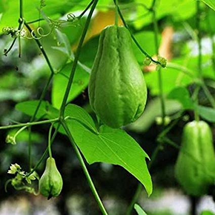 Shopvise Delicious Chayote Vegetable Seeds 20Pcs