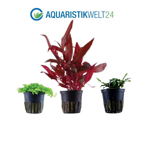 AquaOne Aquarium Pflanzen I 5X Wasserpflanzen I Vordergrund Aquarienpflanzen I Alternanthera Lilaeopsis Eleocharis Micranthemum Bucephalandra I Set mit 5 Vordergrundpflanzen - Image 4