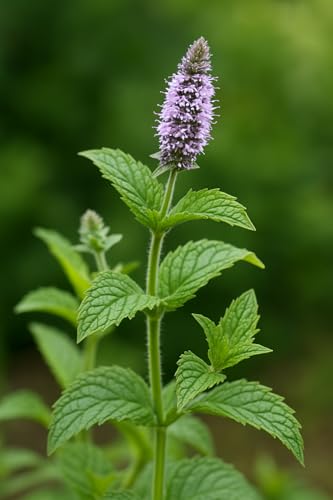 250 semillas aromáticas para sembrar – El ático de abundancia – MENTA Piperita