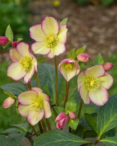 Perennial Farm Helleborus Frostkiss Cherisa® – Live Lenten Rose in