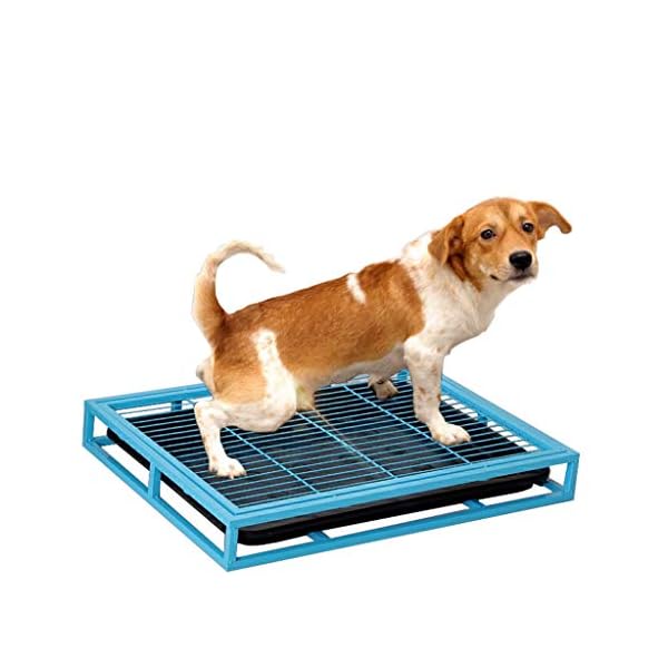 XLOO Pet Animal Toilet Potty Training for Large Dogs, Steel Pipe, Strong Bearing Capacity, Corrosion Resistance, Easy to Clean,Anti-Spray Litter Box. XLOO Pet Animal Toilet Potty Training for Large Dogs, Steel Pipe, Strong Bearing Capacity, Corrosion Resistance, Easy to Clean,Anti-Spray Litter Box.