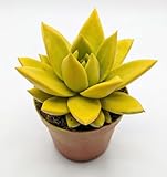 Echeveria Gialla in Vaso | Pianta Grassa Ornamentale da Interno ed Esterno | Succulenta Decorativa Facile da Curare | Ideale per Casa, Ufficio e Regalo | Fioritura Primaverile Colorata