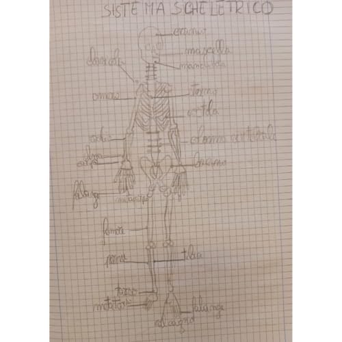 IL SISTEMA SCHELETRICO