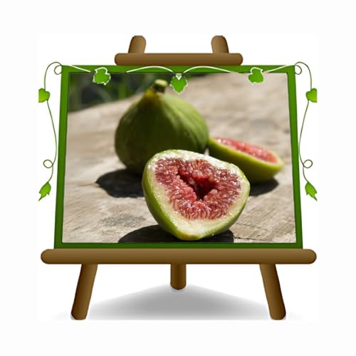 EURO PLANTS VIVAI Fico Melanzana Bianca Pianta da frutto su Vaso: ø 26 cm. - *Altezza: 180~200 cm. - Età 4 anni