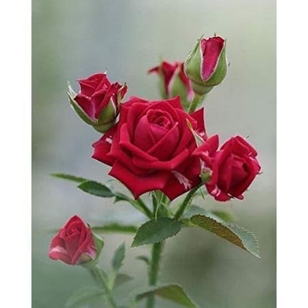 Image of Live Climbing Red Rose Plant with Plastic Pot | Fragrant Creeping & Trailing Flower for Home & Garden | Ornamental Vining & Rambling Rose Plant
