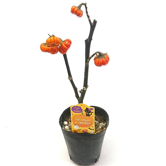 Amazon.co.jp: ソラナム パンプキン 3.5号 直径約10.5cm ポット苗