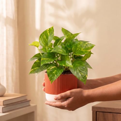 Image of Kyari Good Luck Money Variegated Live Plant with Red Brick Self Watering Pot 4 Inch - Money Plant Indoor Live Plant with Pot for Home, Living Room - Lucky Vastu Air Purifying Plant
